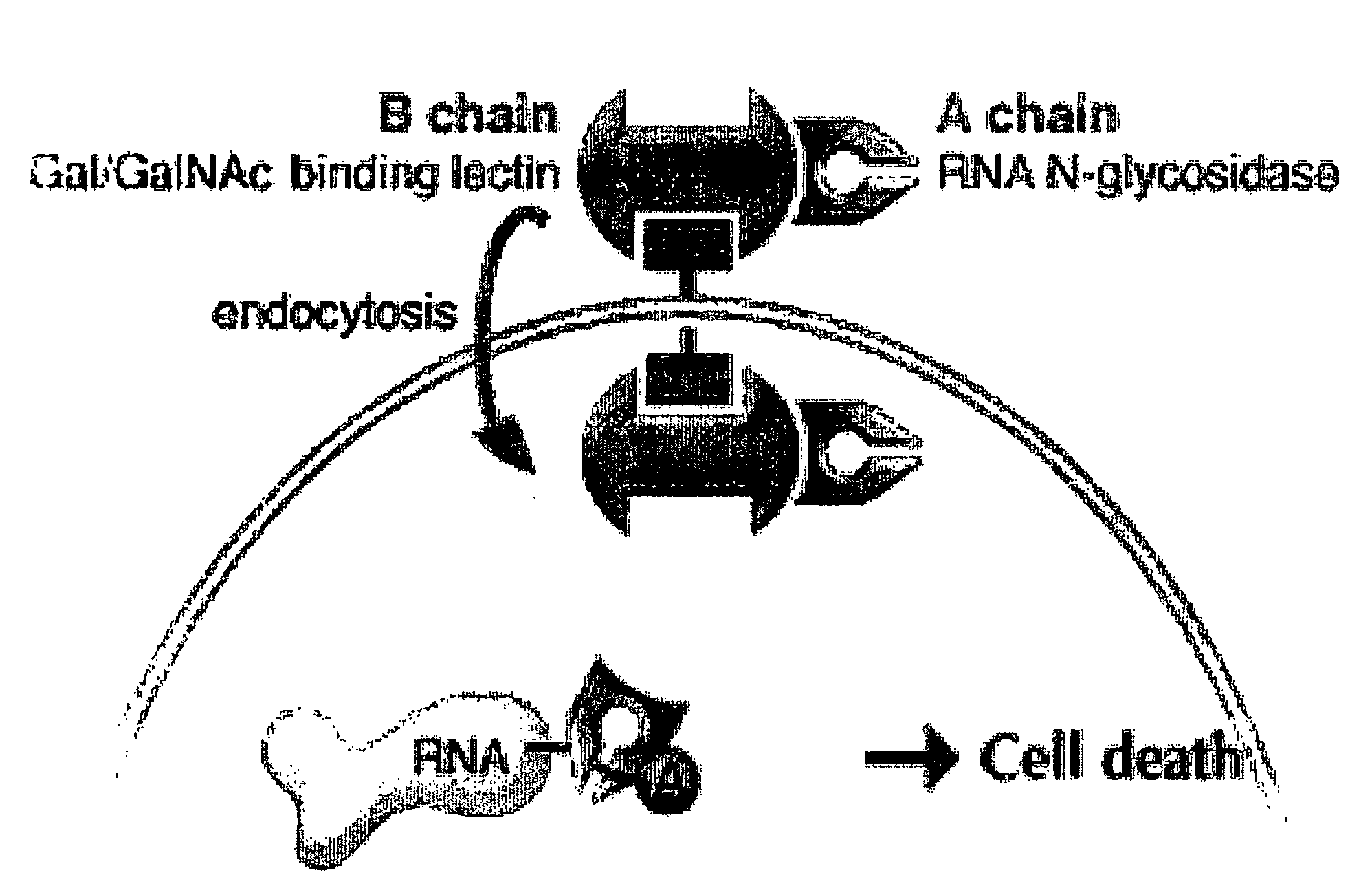 Transition State Analog Inhibitors Of Ricin A-Chain