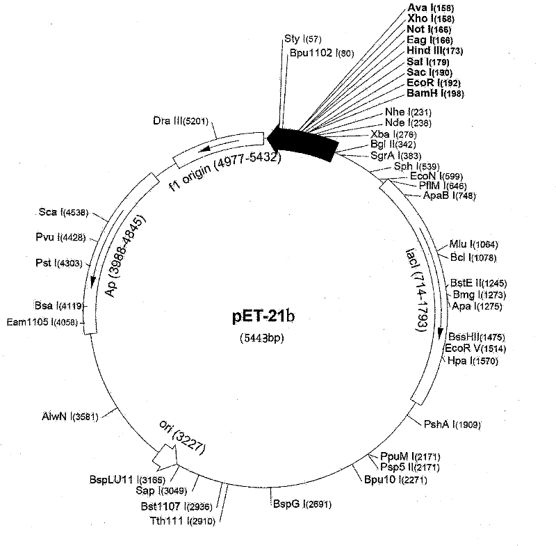 Method for preparing human growth hormone recombinant