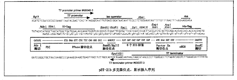 Method for preparing human growth hormone recombinant