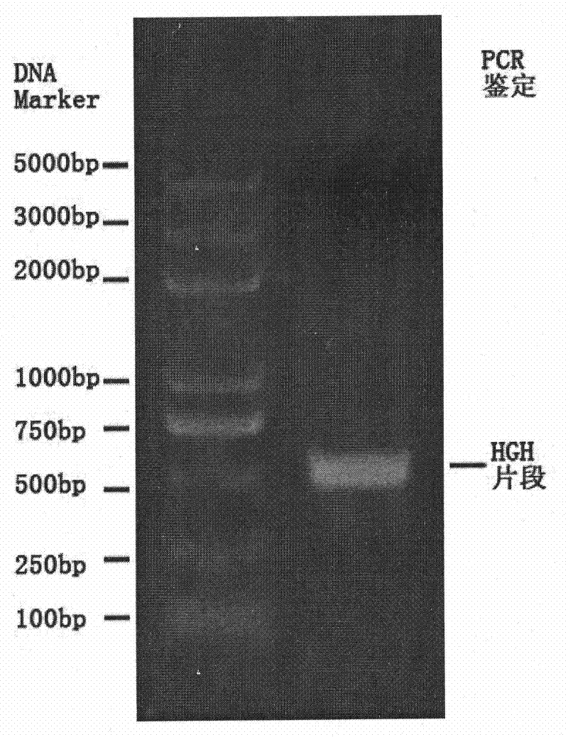 Method for preparing human growth hormone recombinant