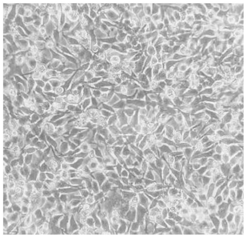 Rapid domestication method for HEK293T cell suspension and serum-free culture and application of rapid domestication method