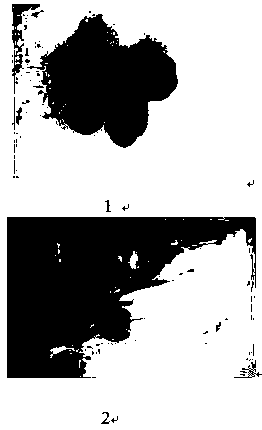 Fresh-keeping method and application of truffle