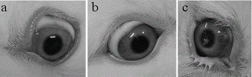 Eye drops with polymer-grafted copolymer as carrier and preparation method of eye drops