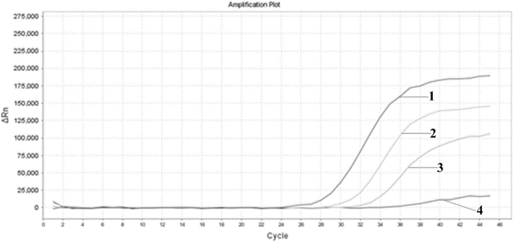 Direct real-time quantitative PCR method of throat swab sample or nasopharyngeal swab sample