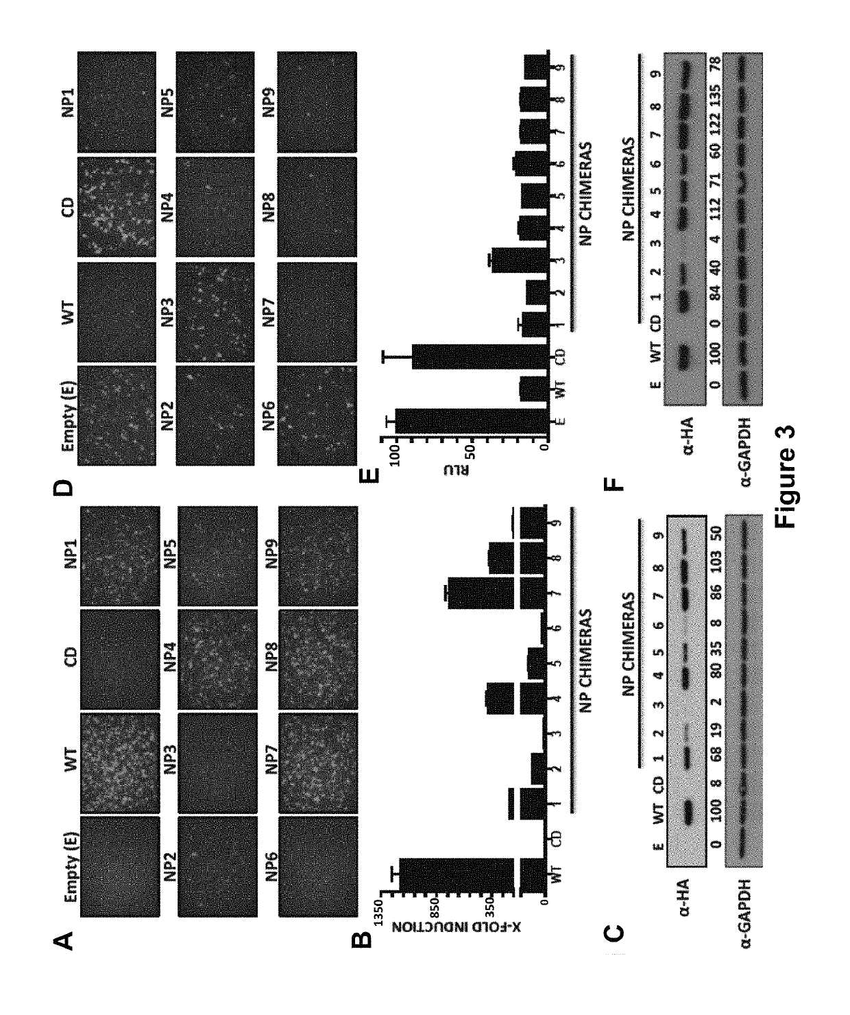 Arenavirus vaccine