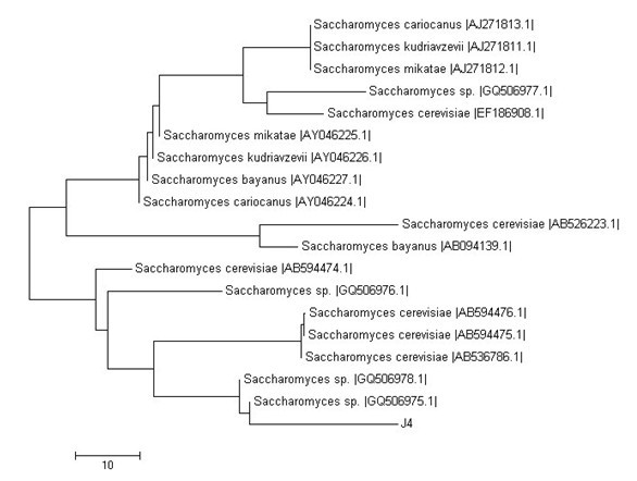 New strain J4 for biofermentation of fruit wine and application thereof