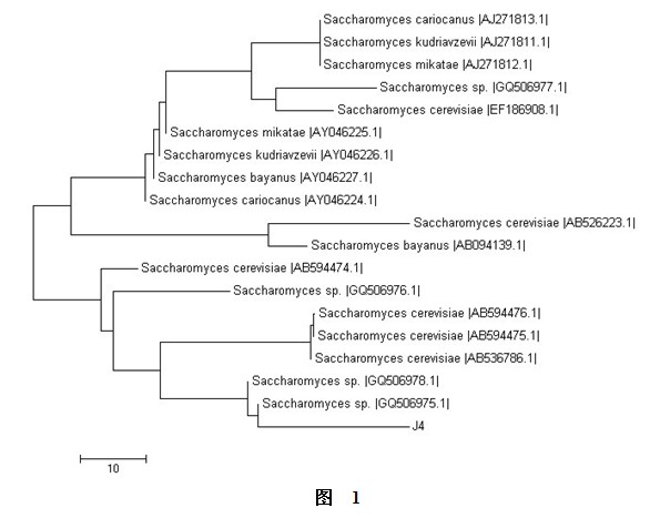 New strain J4 for biofermentation of fruit wine and application thereof