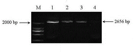 Arabidopsis thaliana floral organ specificity promoter and application thereof