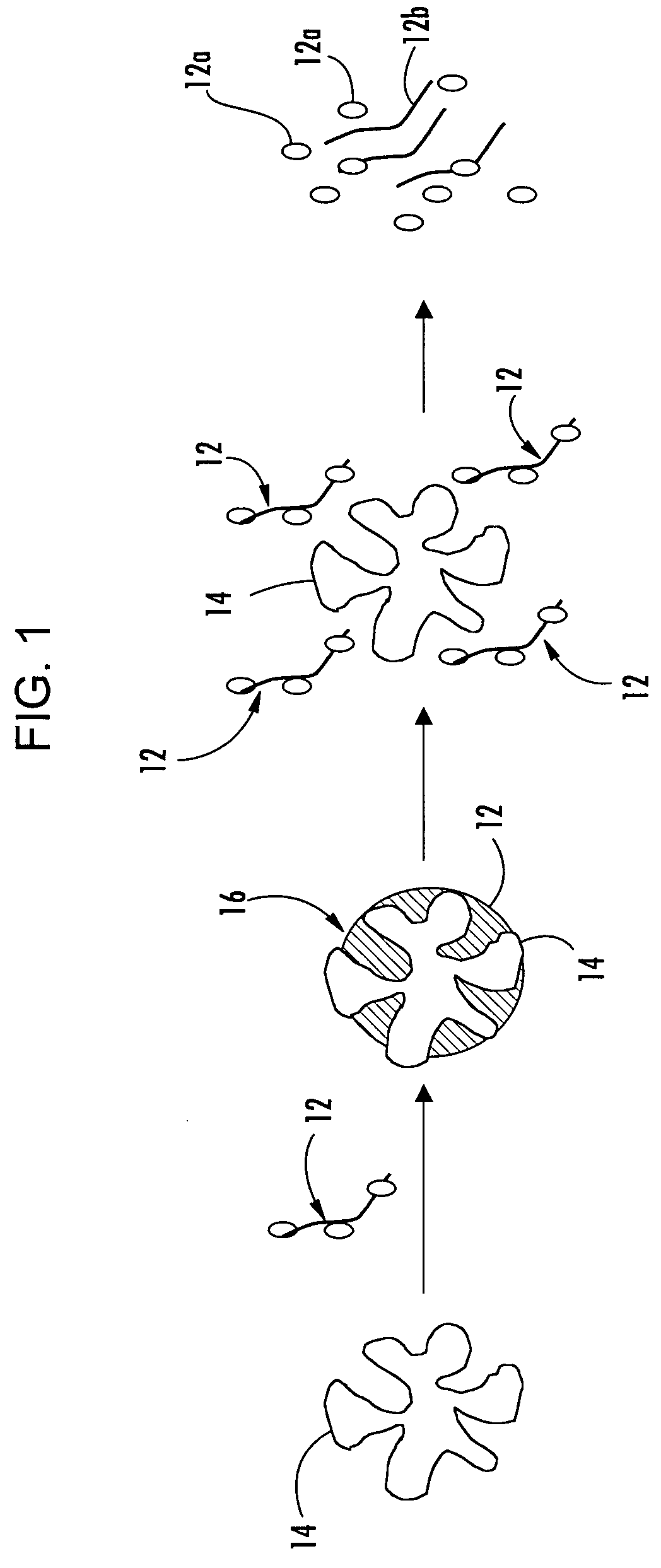 Composition and method for enhancing bioavailability