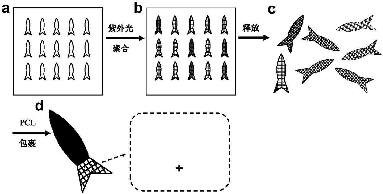 A kind of preparation method and application of hydrogel and amphoteric hydrogel shaped body