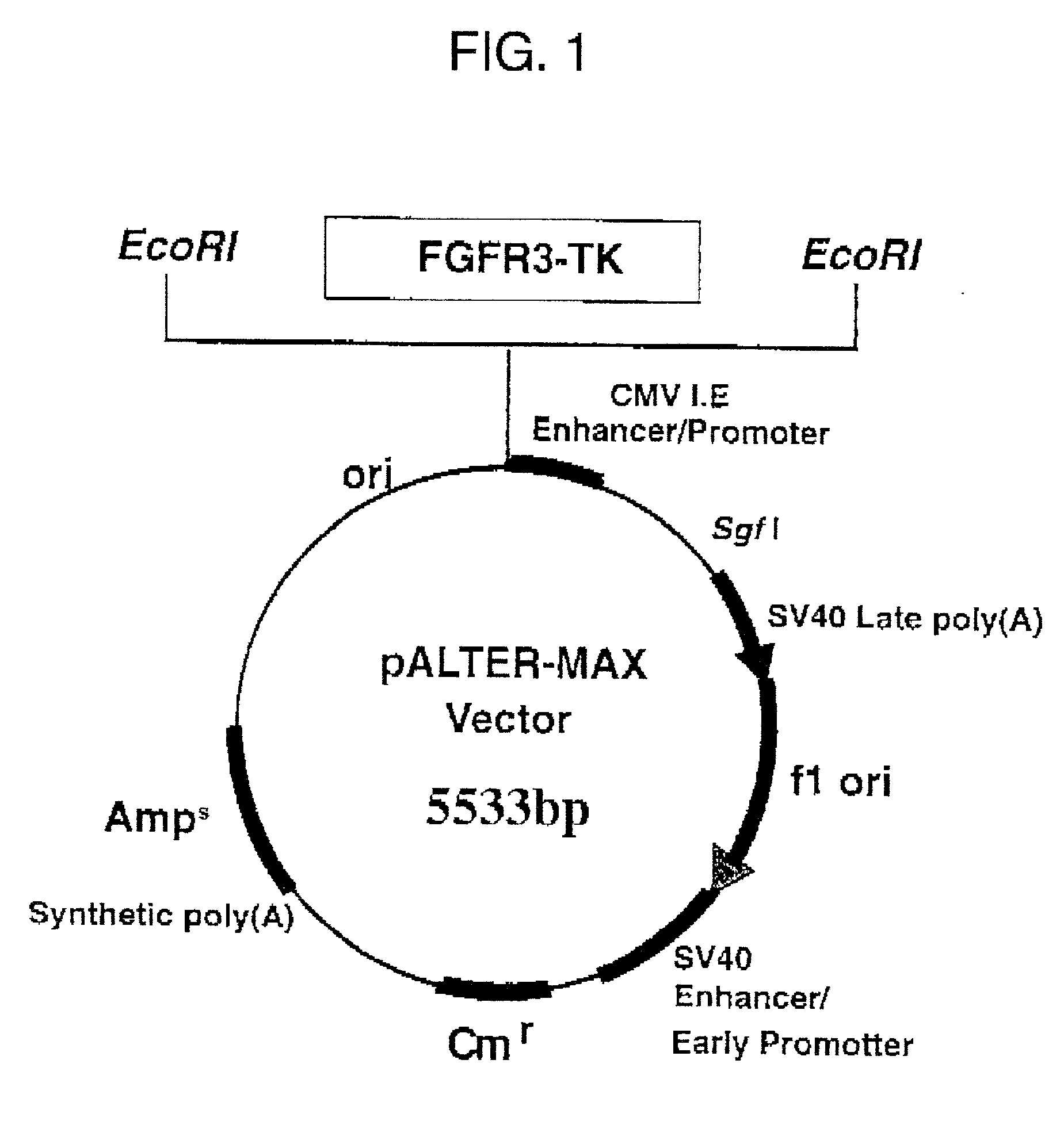 Method of testing squamous epithelial cells
