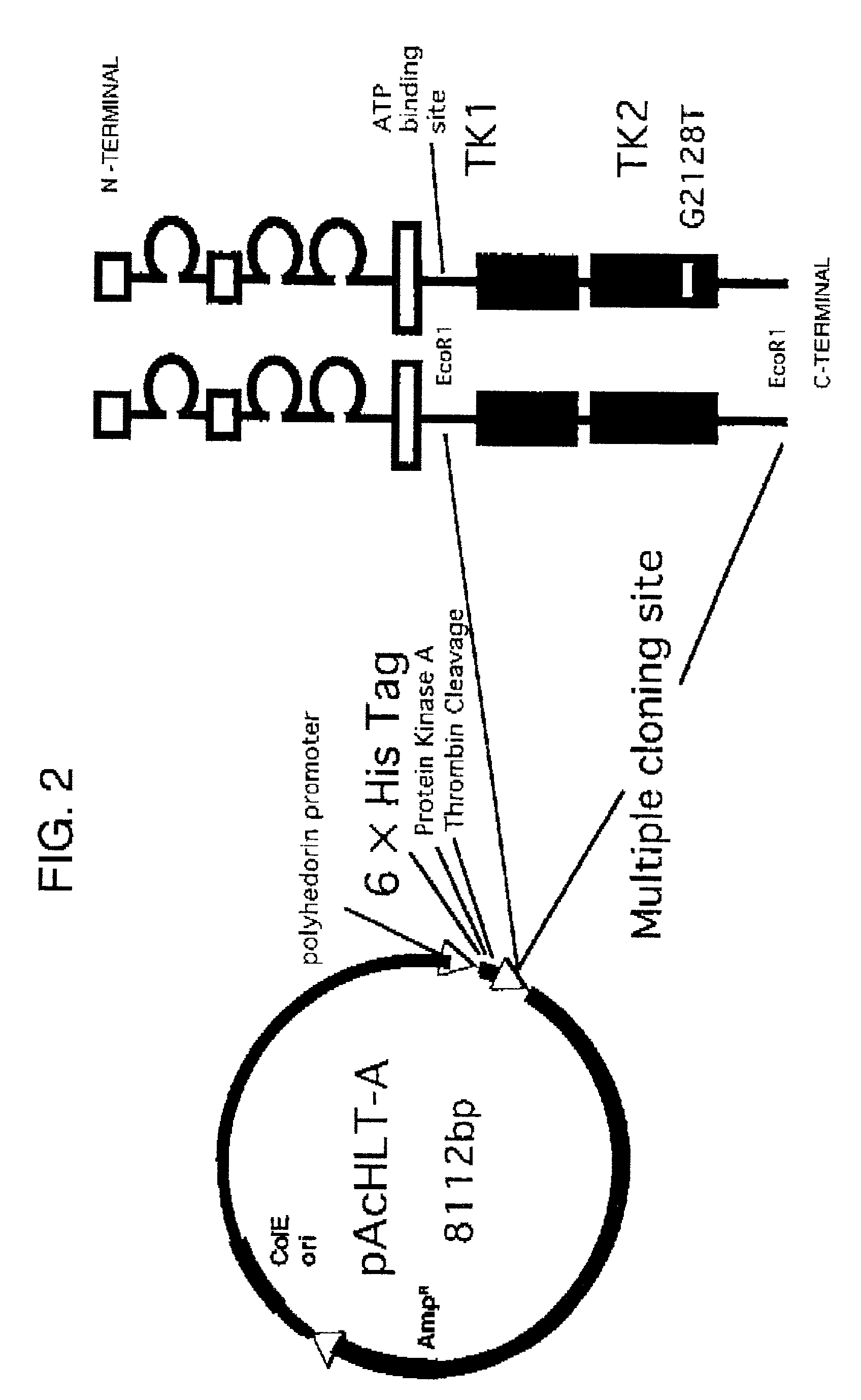 Method of testing squamous epithelial cells