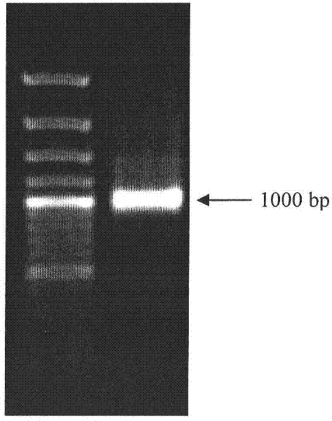 Phyllostachys edulis violaxanthin deepoxidase (PeVDE) protein, and coding gene and applications thereof