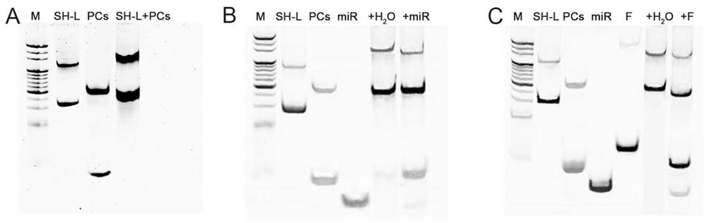 A component, system and application for quantitative detection of prostate cancer biomarker miRNA-141