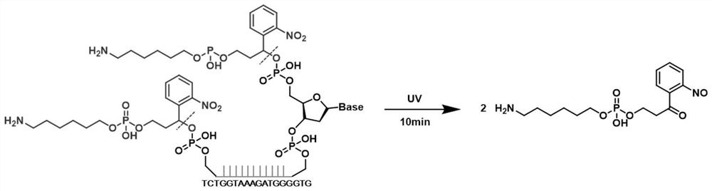 A component, system and application for quantitative detection of prostate cancer biomarker miRNA-141