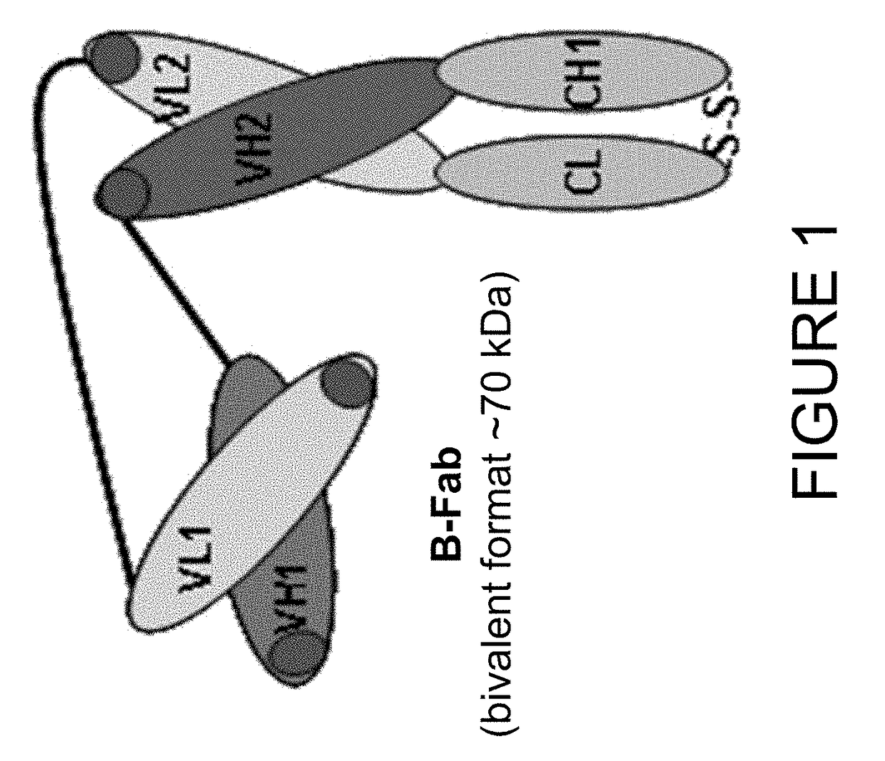 Immuno imaging agent for use with antibody-drug conjugate therapy