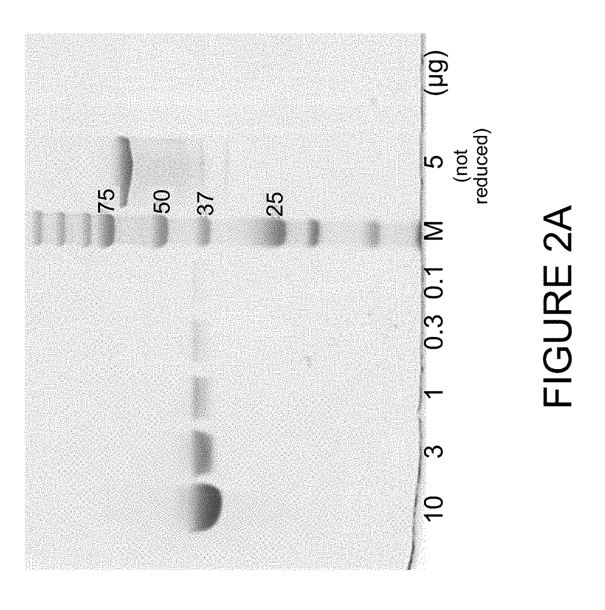 Immuno imaging agent for use with antibody-drug conjugate therapy