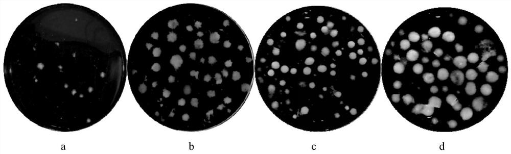 A method for promoting the rapid formation of mycelium balls