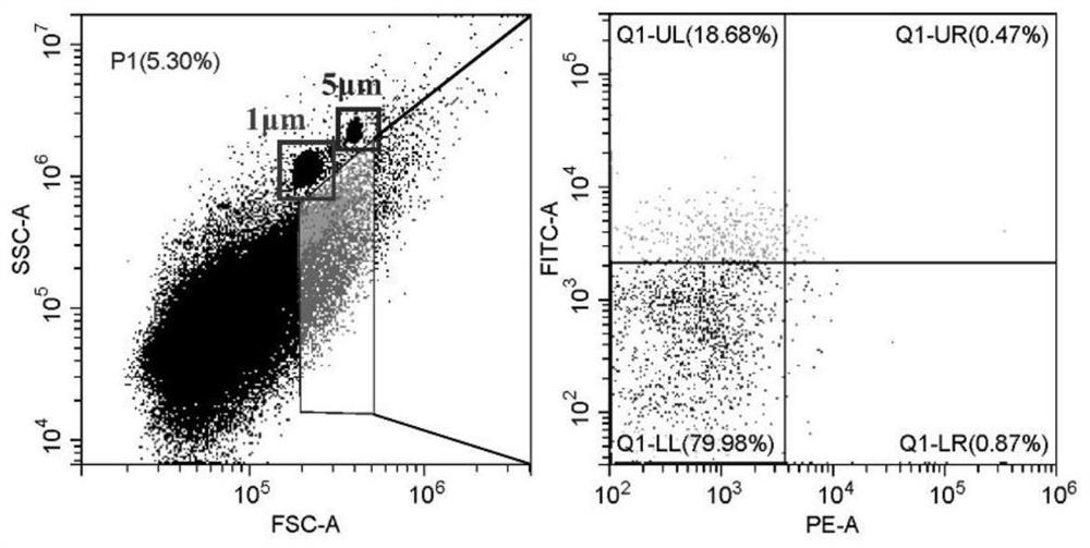 A method for preparing extracellular vesicles and its application