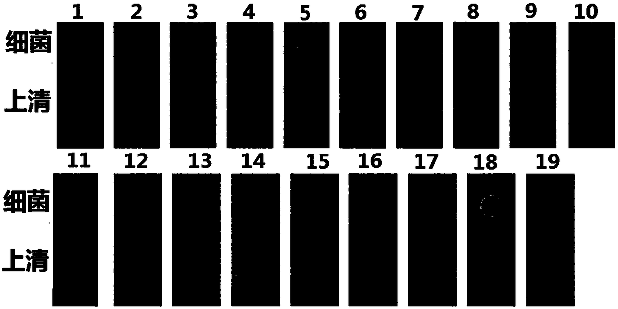 Staphylococcus hominis with broad-spectrum antibacterial activity on gram-positive drug-resistant bacteria and screening method and application thereof