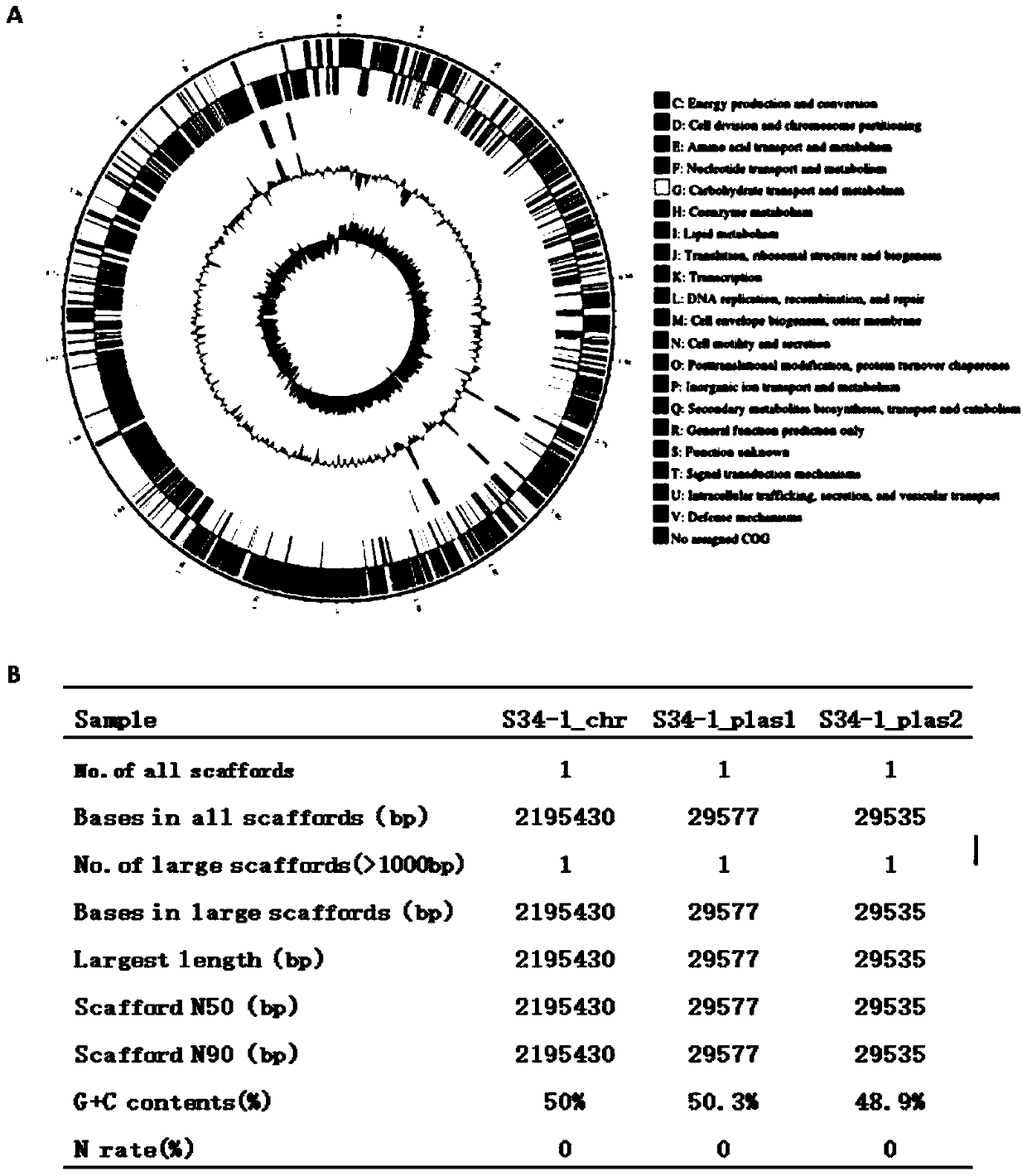 Staphylococcus hominis with broad-spectrum antibacterial activity on gram-positive drug-resistant bacteria and screening method and application thereof