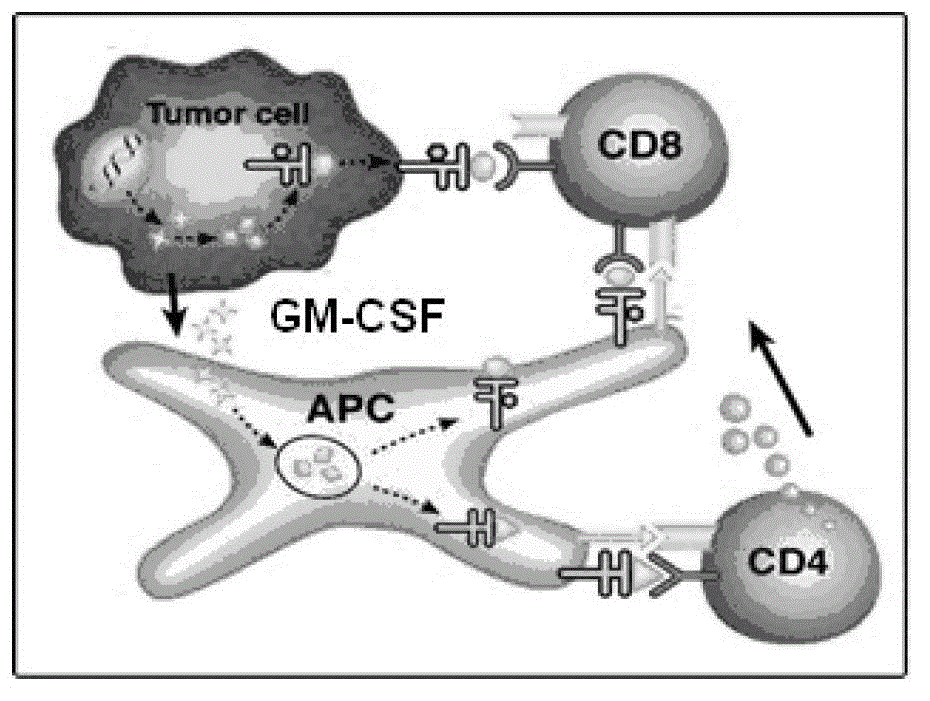 Controlled-release hepatoma cell vaccine depending on granulocyte-macrophage colony-stimulating factor (GM-CSF) wrapped by nanoparticles