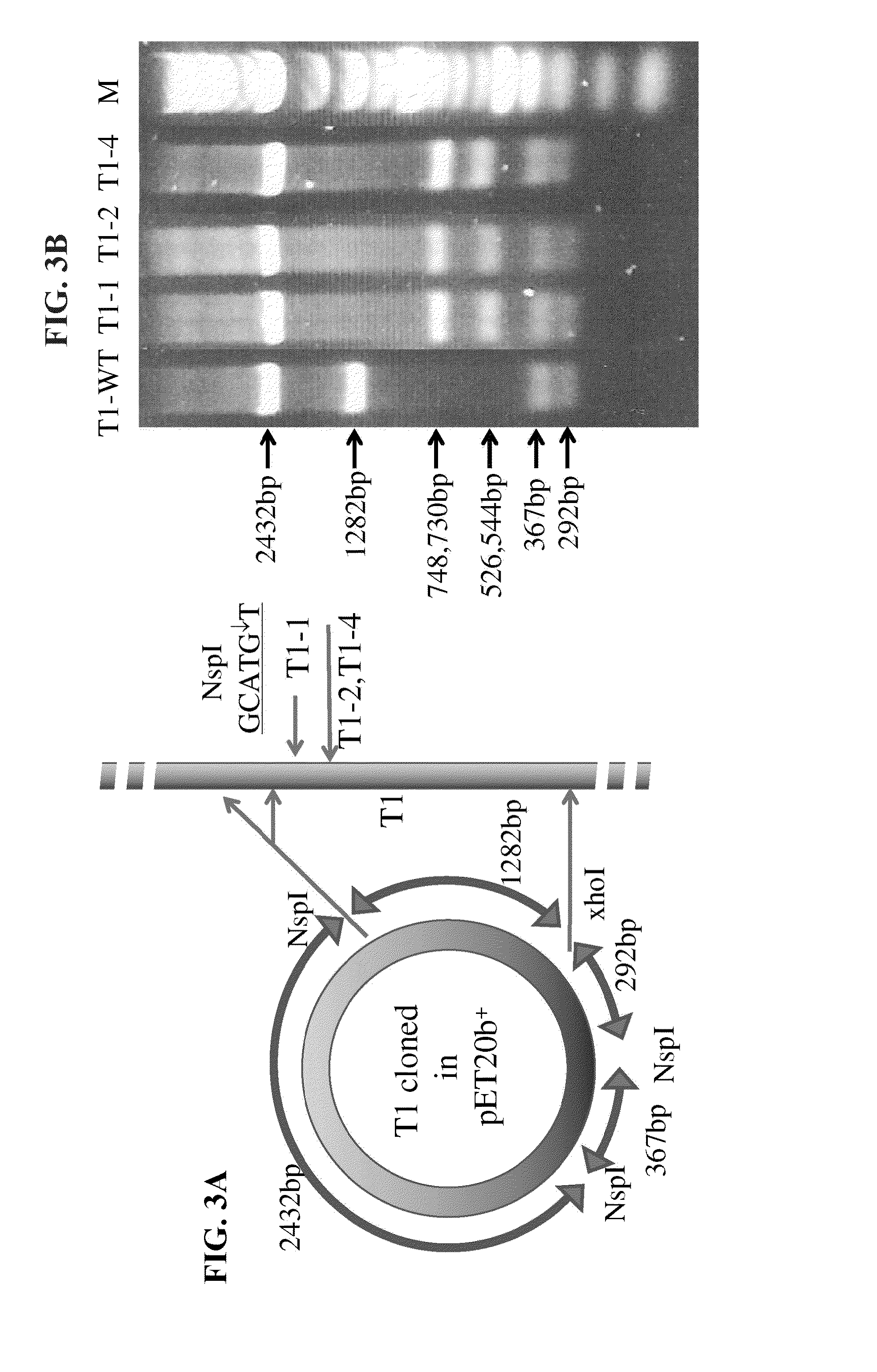 Anti-microbial peptides and uses of same
