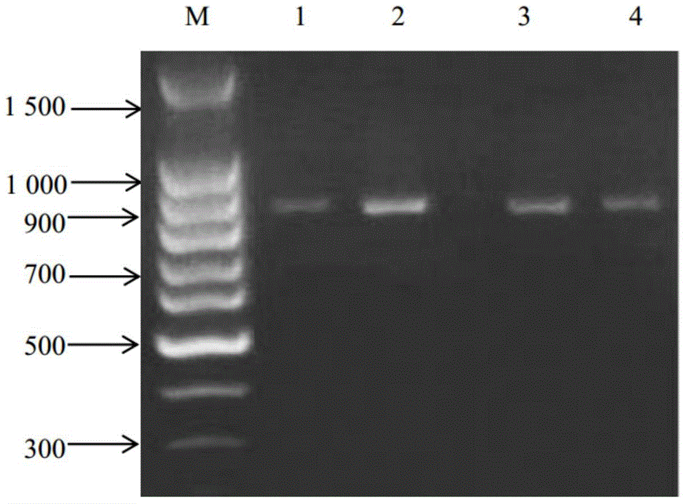 Molecular cloning and application of pork quality character related gene Myo6 (Myosin 6)