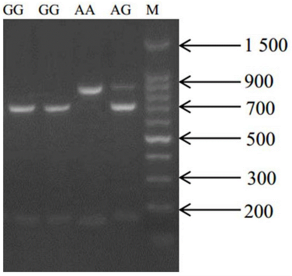 Molecular cloning and application of pork quality character related gene Myo6 (Myosin 6)