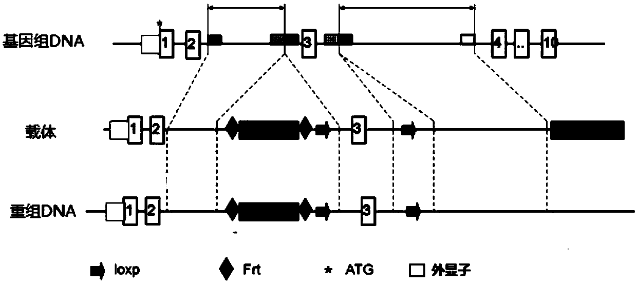 Construction method of VDR gene conditionality knockout floxed mouse model