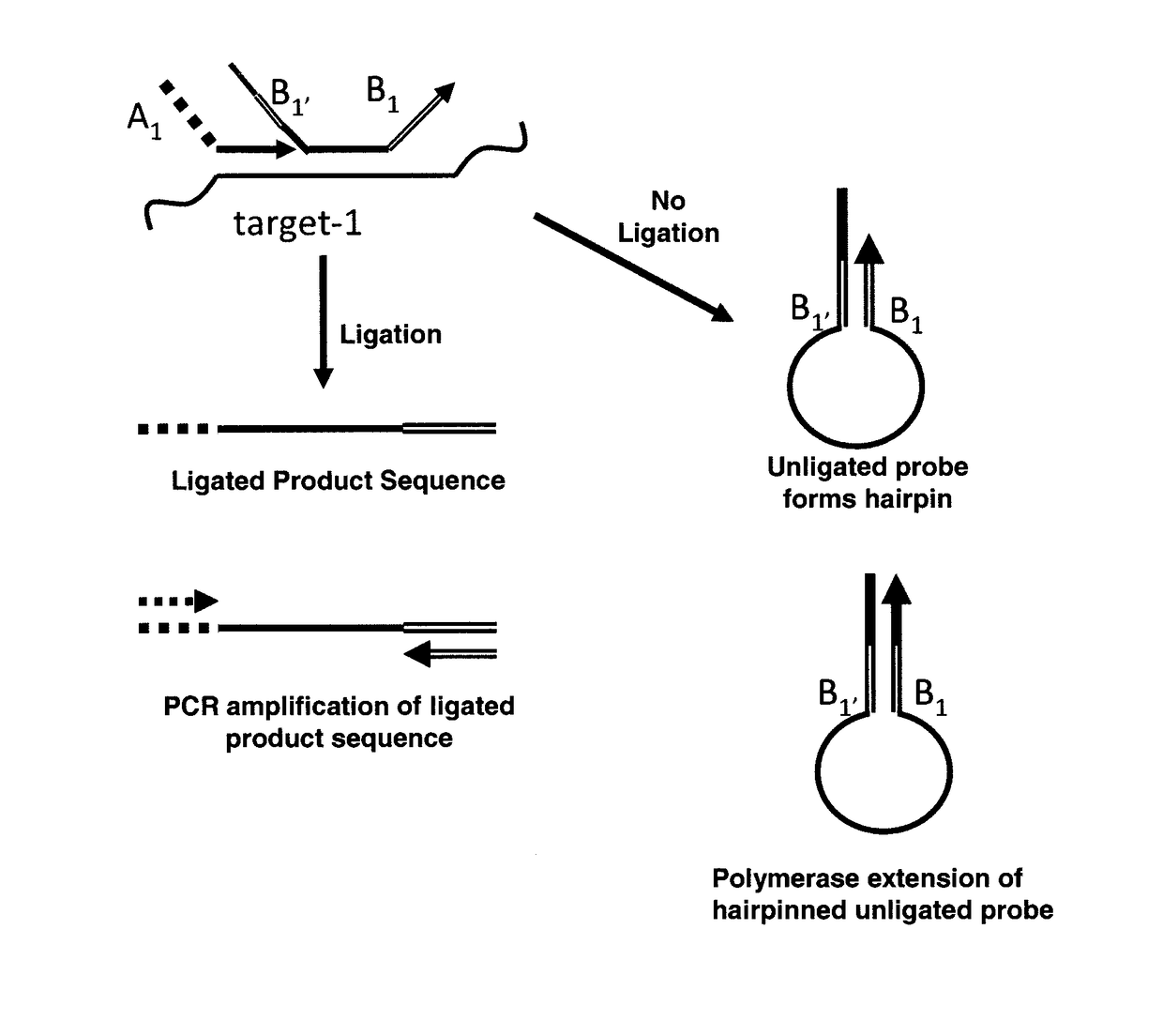 Method for relative quantification of nucleic acid sequence, expression, or copy changes, using combined nuclease, ligation, and polymerase reactions