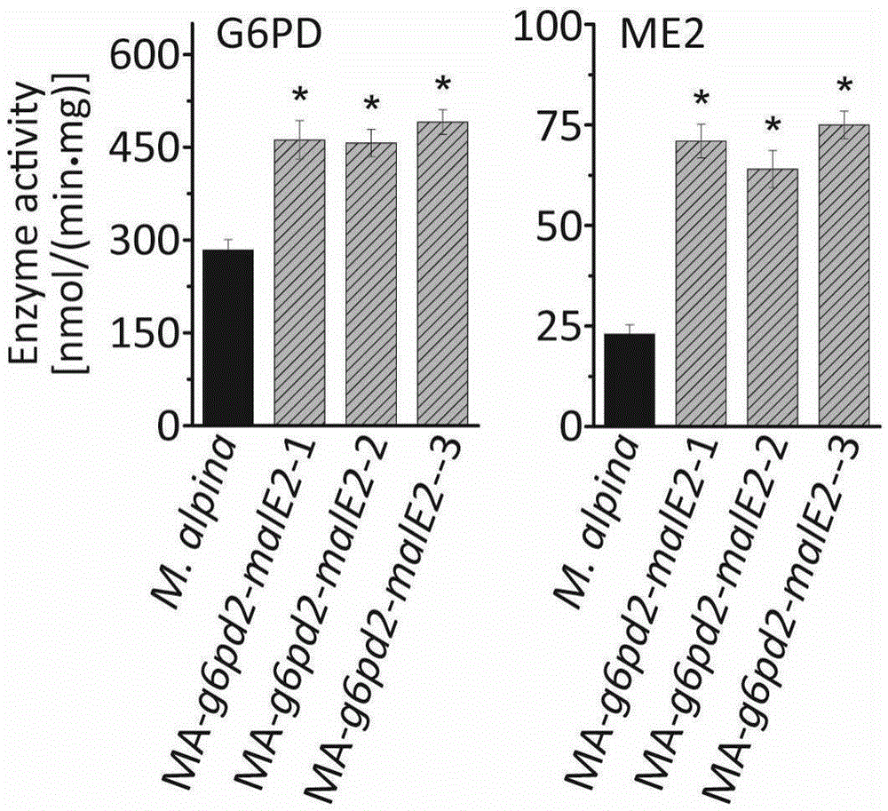 Glucose-6-phosphate dehydrogenase and malic enzyme coordinate-expressed recombinant mortierella alpine strain, constructing method thereof and application thereof