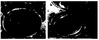 Composite film based on egg white and methylacrylic acid derived polymer as well as application of composite film to cultivation of stem cells