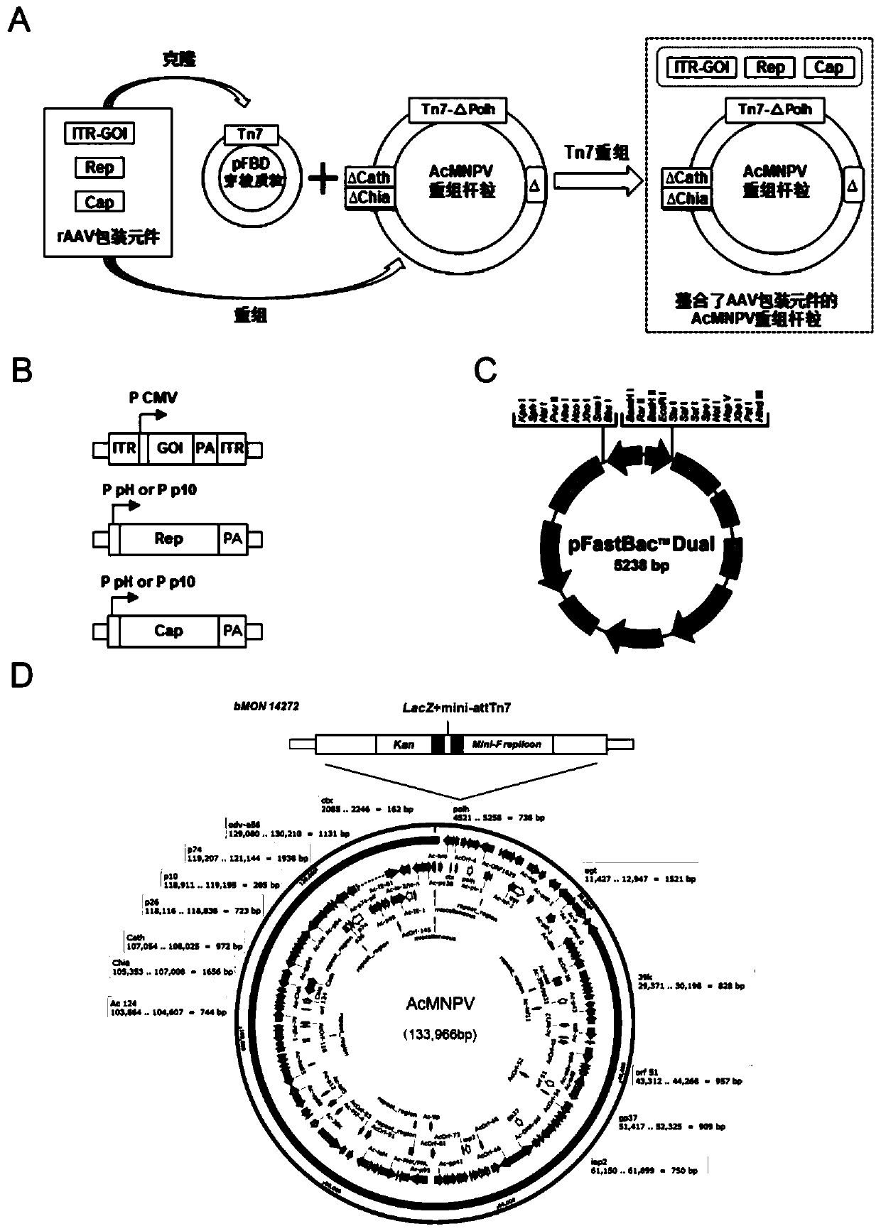 Preparation method, system and recombinant bacmid of recombinant adeno-associated virus