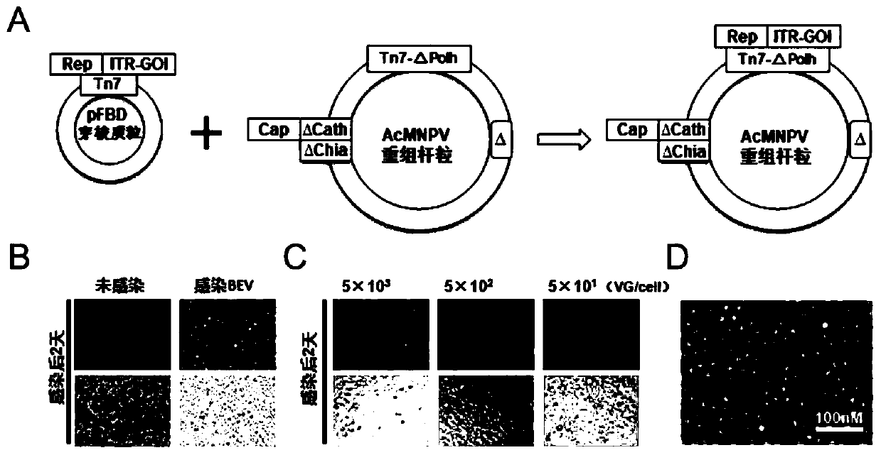 Preparation method, system and recombinant bacmid of recombinant adeno-associated virus