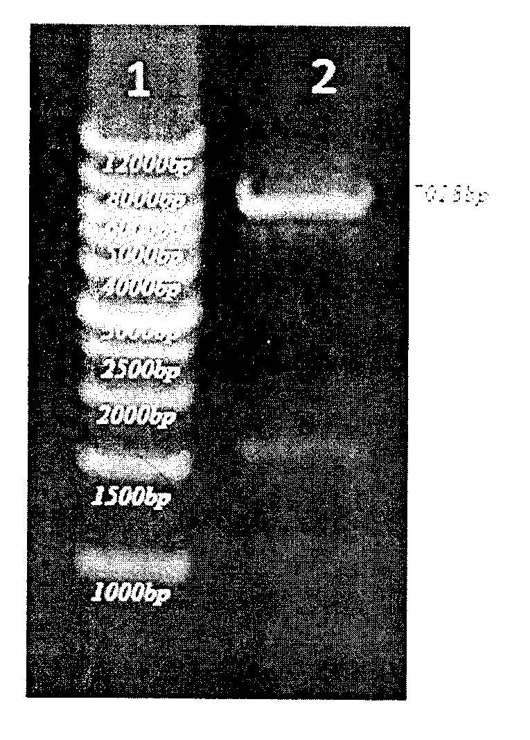 High efficient expression method for actinomyces-based nitrile hydratase gene in escherichia coli