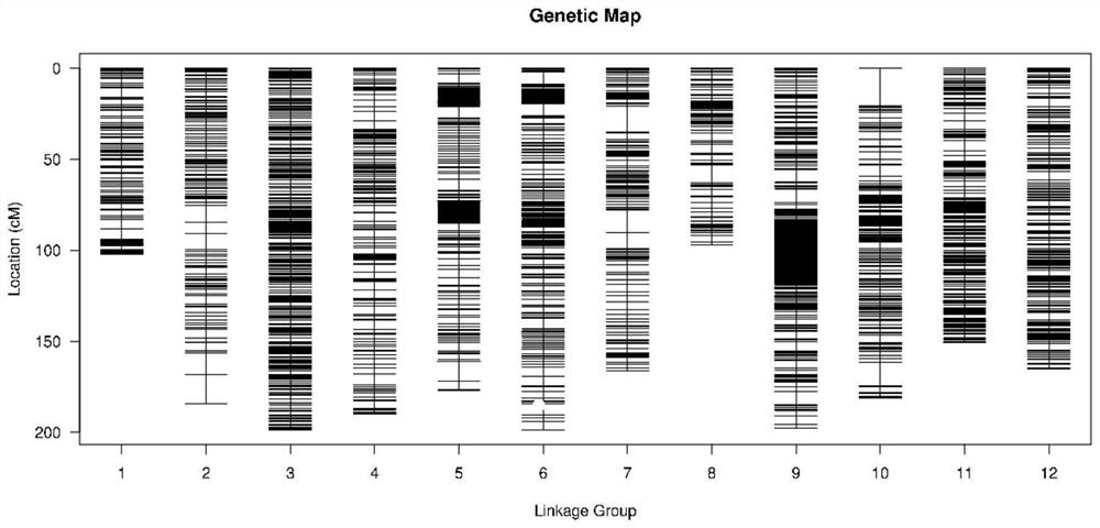 SNP (Single Nucleotide Polymorphism) molecular marker KQ8-3918 linked with gene for controlling Vc content of pepper fruits, application and special primer