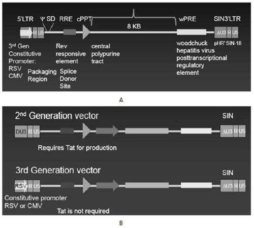 Anti-cd33 chimeric antigen receptor, coding gene, recombinant expression vector and its construction method and application