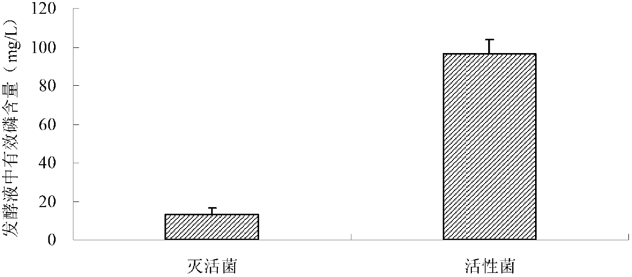 Variovorax and application thereof