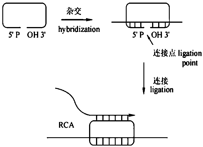 Method for detecting arbovirus based on hyper-branched rolling cycle amplification nucleic acid test strip