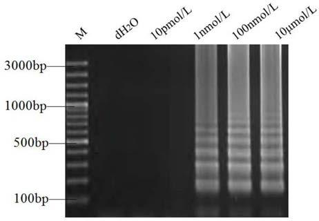 Method for detecting arbovirus based on hyper-branched rolling cycle amplification nucleic acid test strip