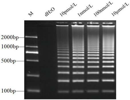 Method for detecting arbovirus based on hyper-branched rolling cycle amplification nucleic acid test strip