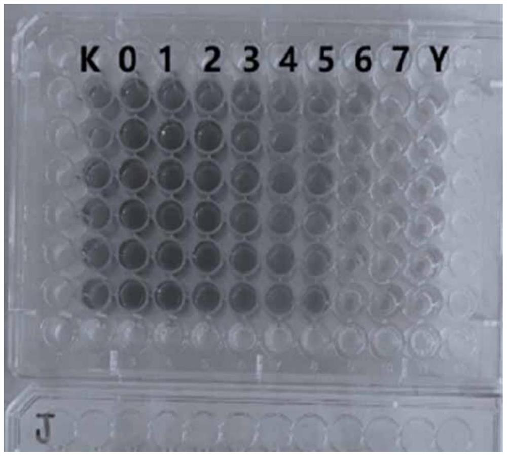 Antibacterial, anti-inflammatory and antioxidant carex meyeriana extract as well as preparation method and application thereof