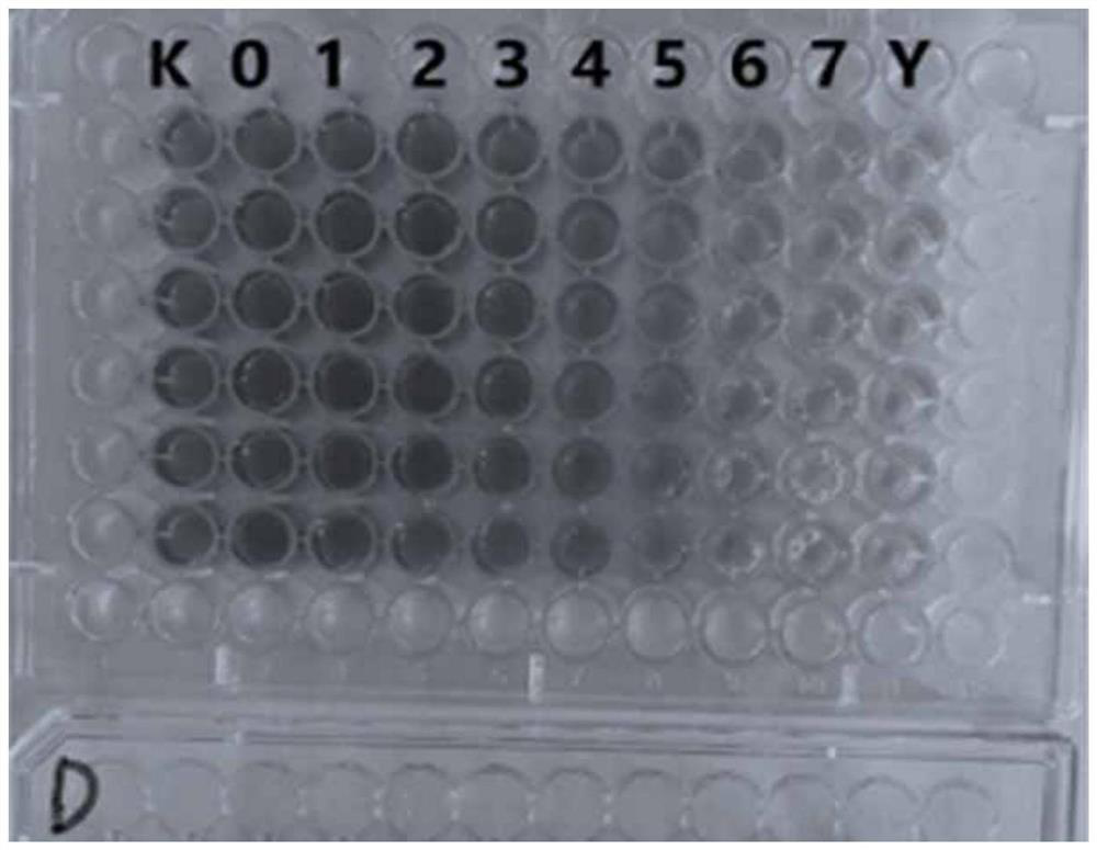 Antibacterial, anti-inflammatory and antioxidant carex meyeriana extract as well as preparation method and application thereof