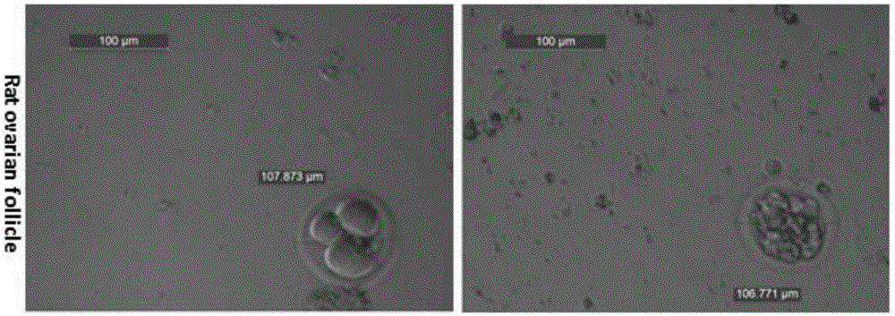 Uses of oleanolic acid in induction of differentiation of human embryonic stem cells into germ-like cells