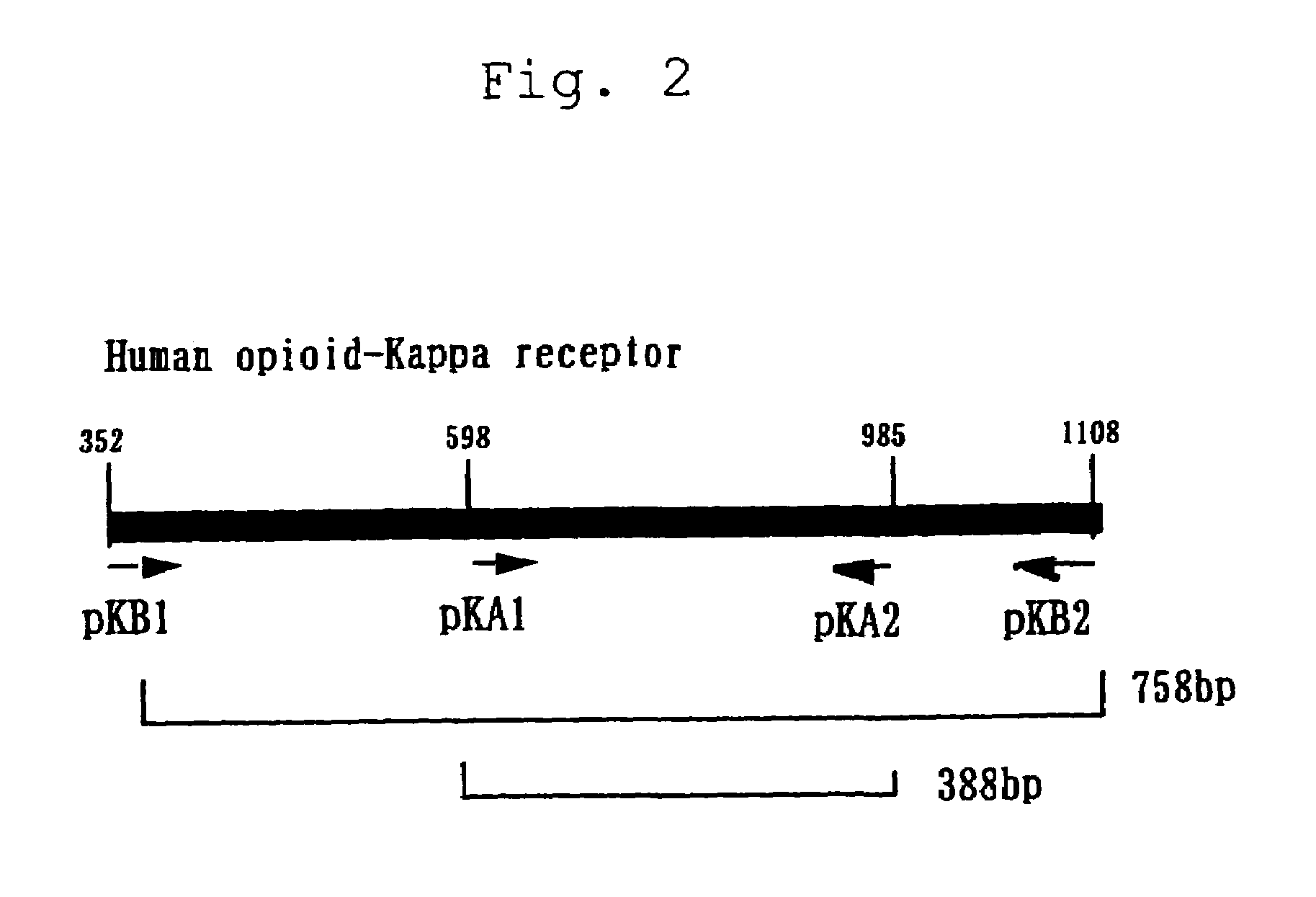 Method for examining the involvement of opioid peptides in prurtis