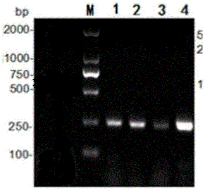 1-type duck hepatitis A virus VP4 recombinant protein, ELISA kit and preparing method of 1-type duck hepatitis A virus VP4 recombinant protein