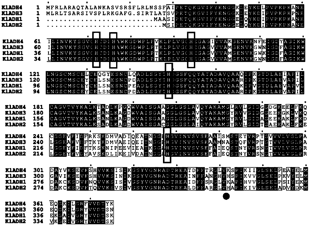ADH (ethanol dehydrogenase) protein family mutant and application thereof