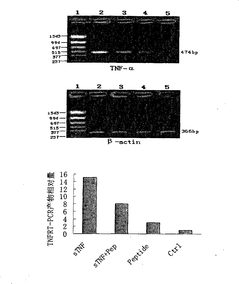 Tumor necrosis factor (TNF)-alpha binding peptide and tumor necrosis factor receptor 1(TNFR1) blocking peptide and applications thereof in treatment of TNF related diseases