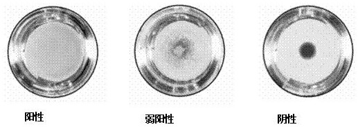 A kind of anti-sieve cell suitable for platelet antibody detection, its preparation method and application